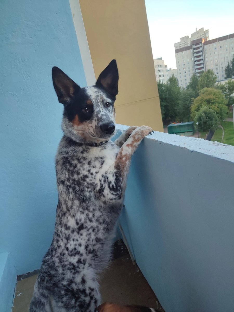 AdaFantom's tweet photo. Вчера на сутки на передержку привозили такую вот красотку🥰 https://t.co/KVyRDvokAx