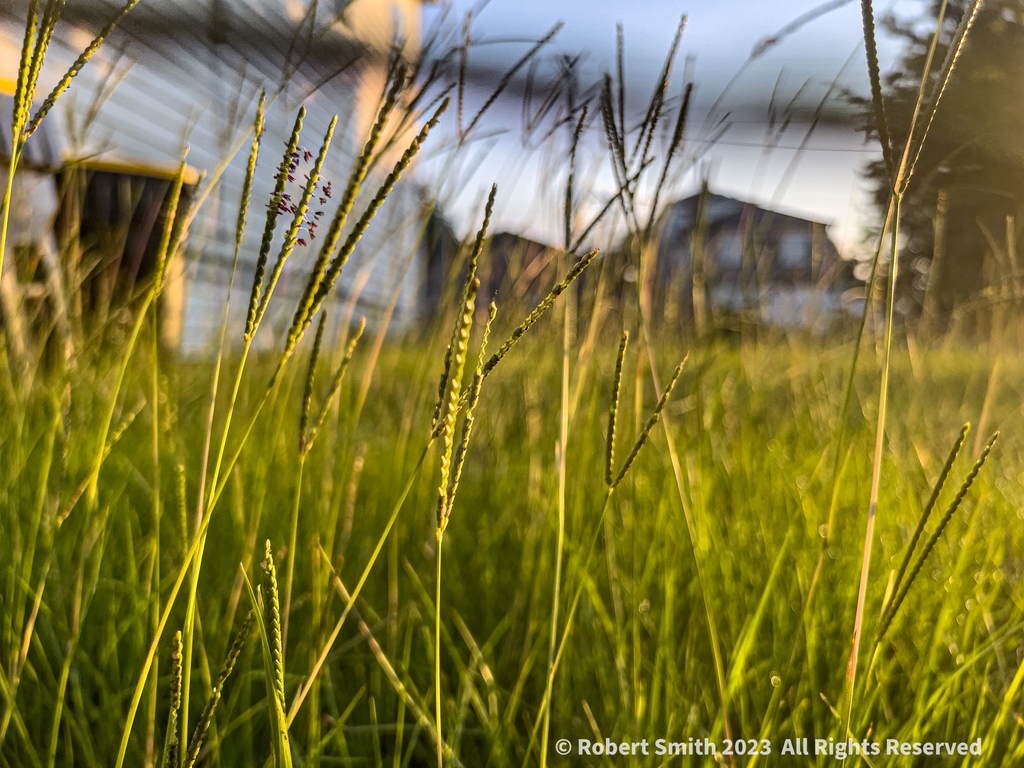 iraqdad1216's tweet image. Sunrise Dallis Grasses

#Sunday #postaday #cellpicsunday #caughtmyeye ⁣#robertsnapspot #photographyblog #photography #nature #wpphotographyblog #Aug2023 #iphone13ProMax ⁣#photooftheday #Sunrise #yourflowersbyday #FOTD #grasses #beauty #morningwalk #morningexercise #lookdown