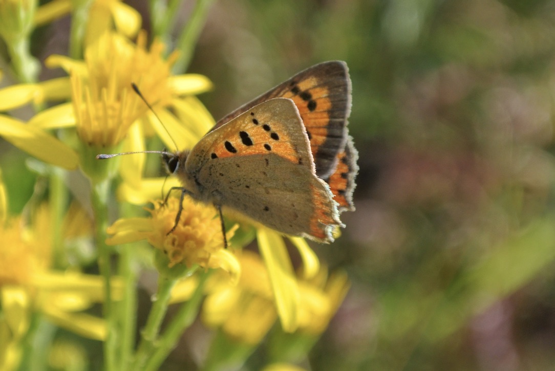 Here's some of nature's beauty to offset the gloom I'm feeling from the grind of estate administration. A Common Blue and a Small Copper, both photographed yesterday by yours truly.