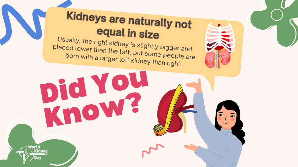 srbt45's tweet photo. Our #kidneys are located just below the rib cage, one on each side of the spine. The right #kidney is 2-8 cm lower than the left kidney, because of the large liver, which sits superior to it. https://t.co/yuGxwKktYX