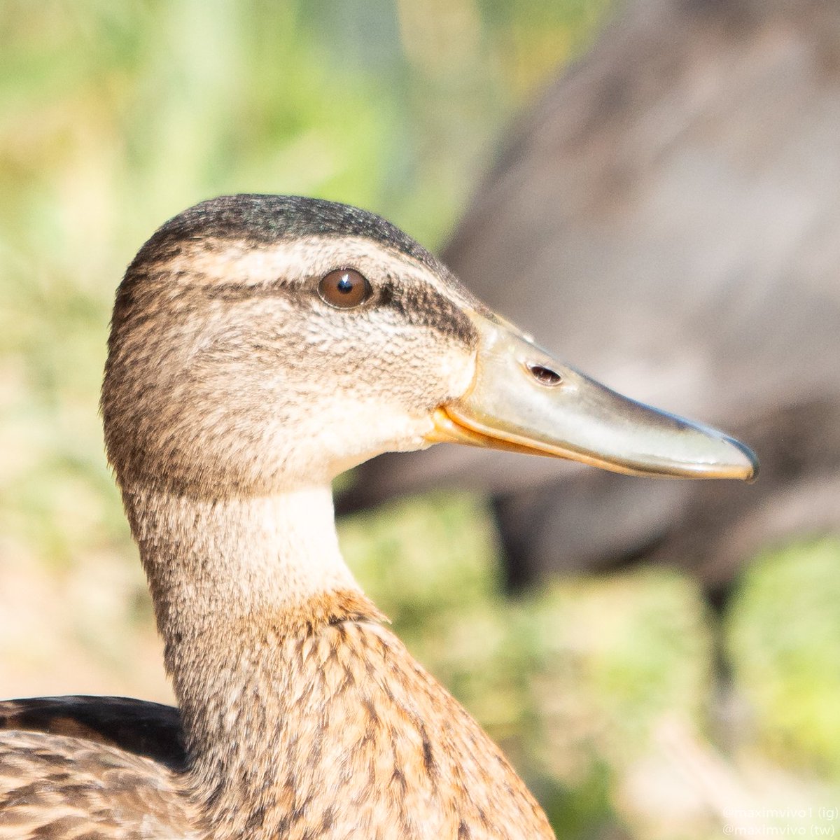 MaximVivo's tweet photo. Retrat de femella de collverd. Pareix que s'està rient i tot.
#collverd #anadeazulon #anadereal #Anasplatyrhynchos #mallard #birdwatching #birdphotography https://t.co/4Fl9hRucFV