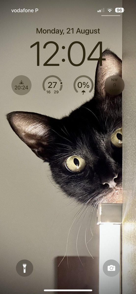 pmpinto's tweet photo. @android_fhd Our sneaking cat https://t.co/TGEDTOJmN3
