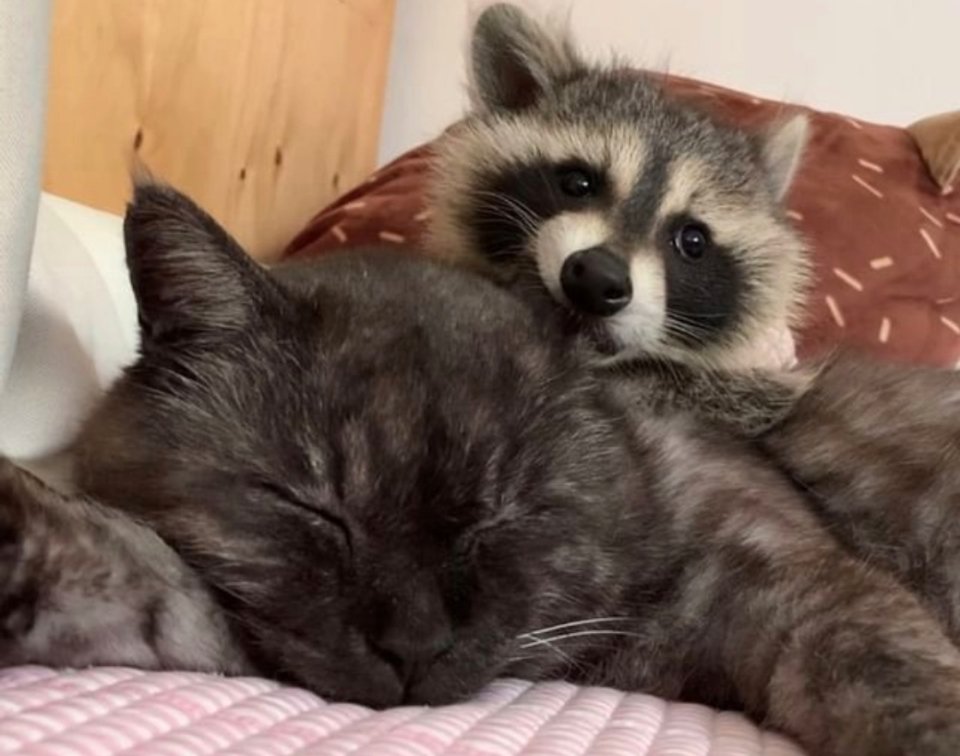 RacRay🌈🦝🌳🌞 tweet media