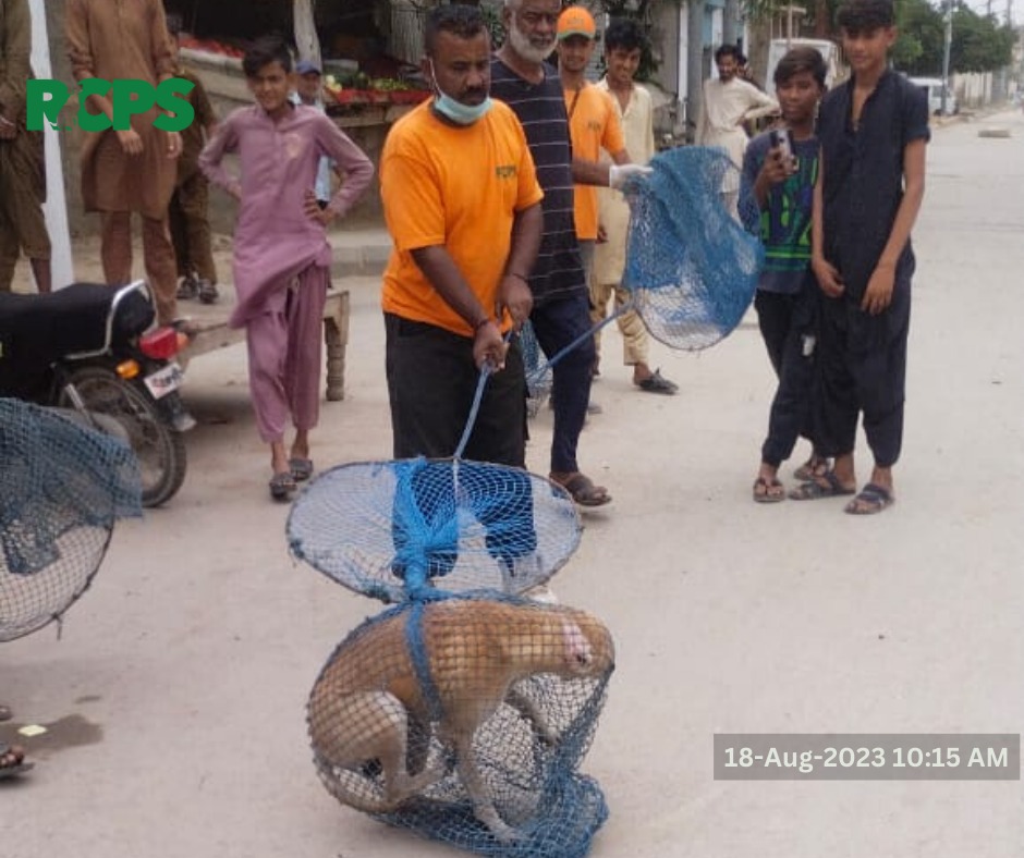 RCPSindh's tweet photo. Day 438 ~ ✅ Catch ✅ Vaccinate ✅ Collar ✅ Mark ✅ Record

 📍 KMC Office District South and ICI Pull Machar Colony District Keamari, District East, Karachi.
📍 Allah Bakhsh Goth, District East, Karachi.
📍 North Nizamabad Block I,J and K, District Central, Karachi. https://t.co/8gssO15GjH