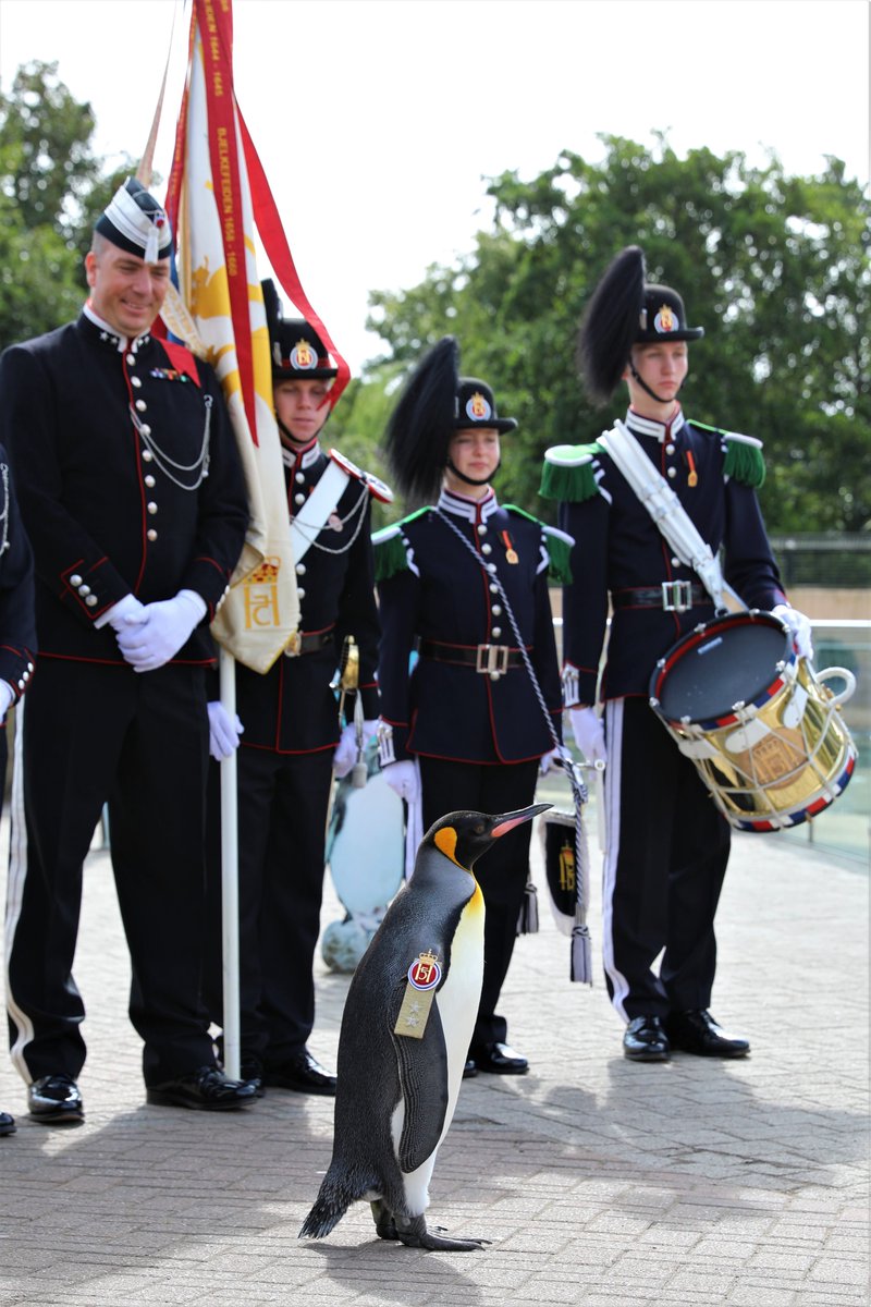 EdinburghZoo's tweet photo. Arise, Sir Penguin 🐧🫡

The highest-ranking penguin in the world, Sir Nils Olav III, has been promoted to Major General by the Norwegian King's Guard 🏅

Sir Nils now holds the third highest rank in the Norwegian Army!

Find out more about Sir Nils 👉 https://t.co/mQ4zGKqUbk https://t.co/PVfw9KKz0H