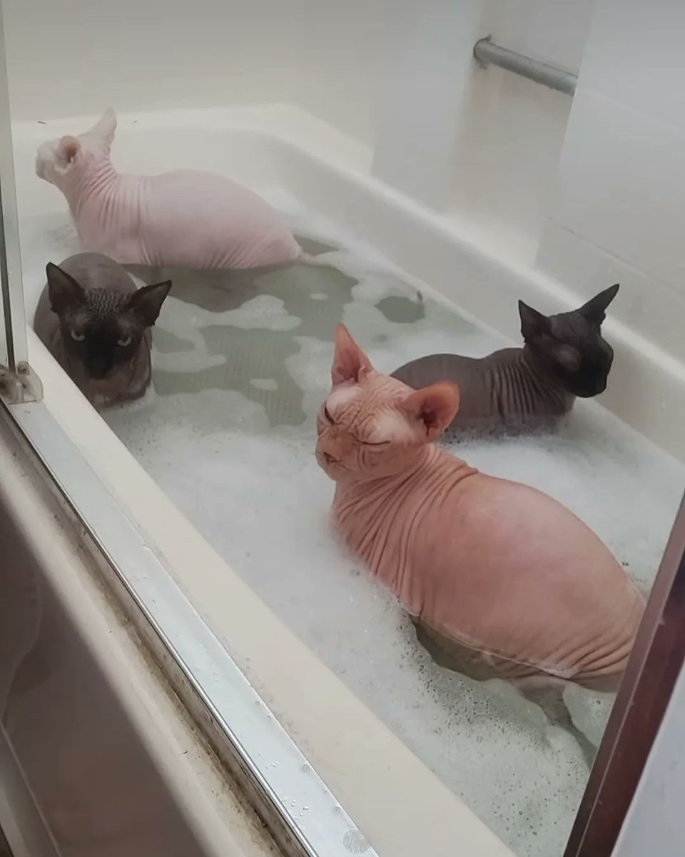 Why you should have a cat tweet media