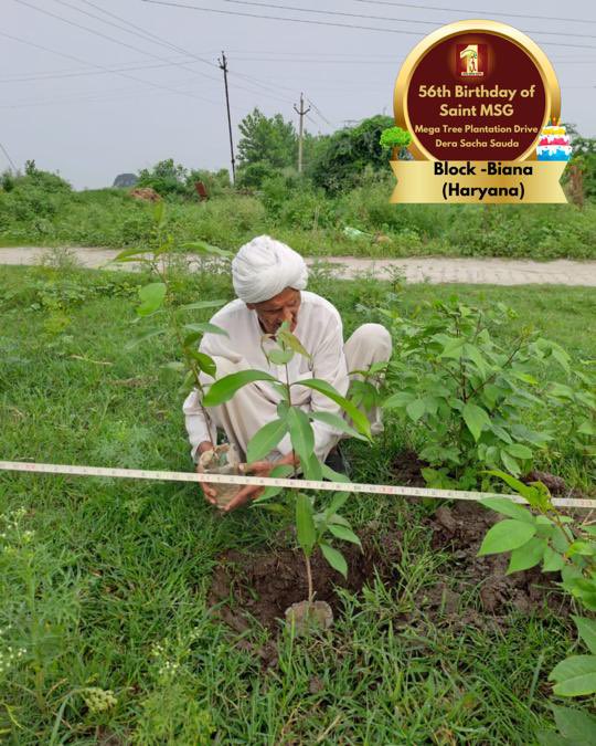 DSSNewsUpdates's tweet photo. To a brighter, greener future, inspired by 56 years of Saint Dr. MSG's teachings. 🌳Tree Plantation By DSS Volunteers from Biana, Haryana on the occasion of Saint Dr. MSG's Birthday. #56thBirthday #SaintDrMSG #DeraSachaSauda #TreePlantation https://t.co/fedABj0x8K
