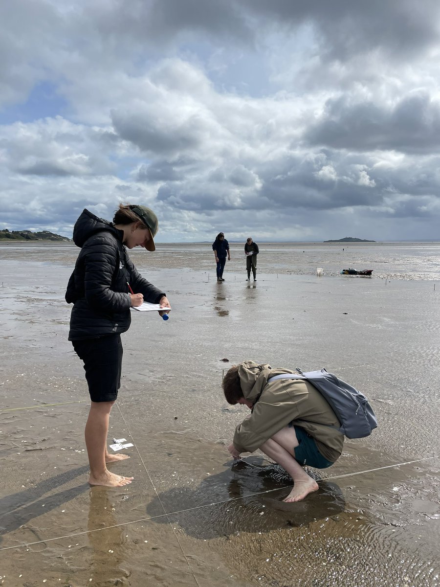 Over in Fife this morning with @thomsen_esther, @FCCTrust and @TheEcology_1 monitoring the #seagrass restoration on Burntisland Beach. 🌱 #GenerationRestoration