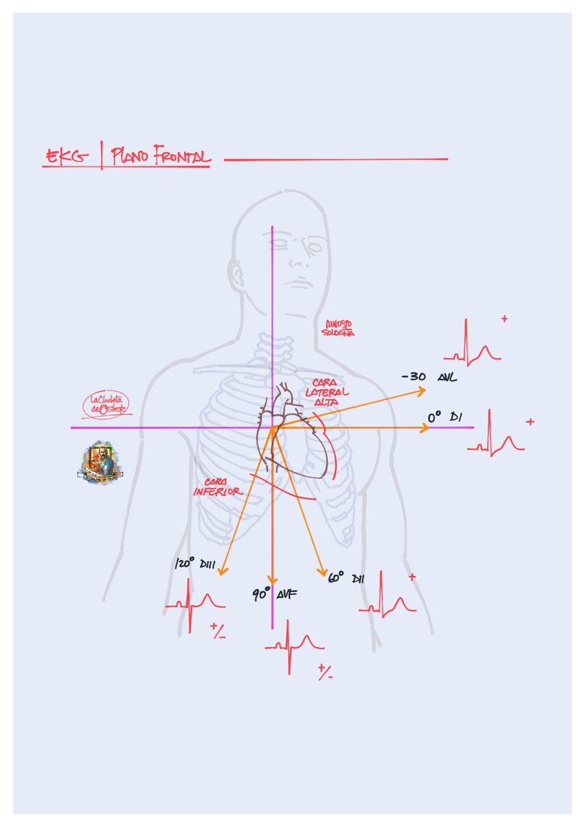 chuletadeosler's tweet photo. ECG: derivaciones y caras vistas desde plano frontal y horizontal: https://t.co/2wMzDcQpuf