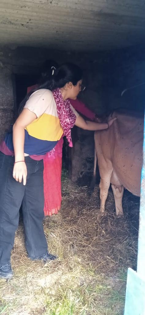 AdBageshwar's tweet photo. समिति भट खोला मैं मनोज पंथ की गाय एवं समिति खाकर मे हंसा देवी व हेमा जोशी की गाय का उपचार किया गया@basava_ias@DirectorDairy https://t.co/UZitYbxh9y