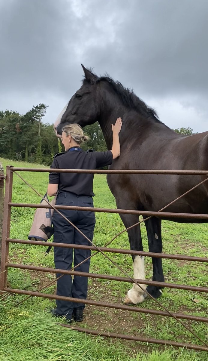 We visited retired PH Jubilee this weekend  and were delighted to see how well he looks and how happy he is - it’s evident to see the bond he has with his new Mum 🐴🥰 #retiredpolicehorse #luckyboy