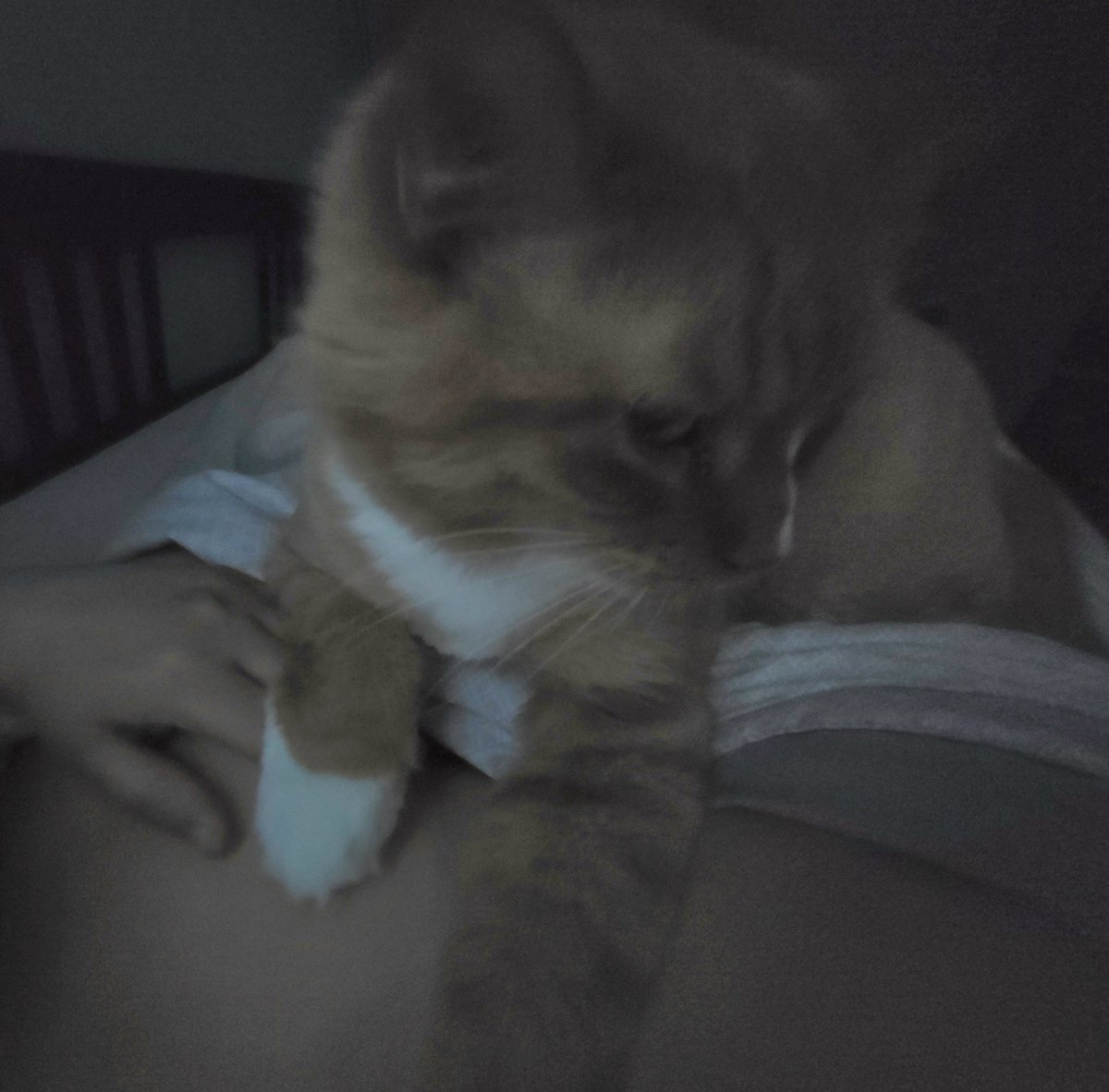 SeebeeNanigins's tweet photo. You know, with all the stress I've been dealing with these past few days, I'm really blessed to have this grumpy cat. Cause even though he's my little stinker, he still cares.
#SupportCat #LoveMyFurSon #ThisIsMyGrumpyBoy #Tobbiko https://t.co/fNYiAQT1kG