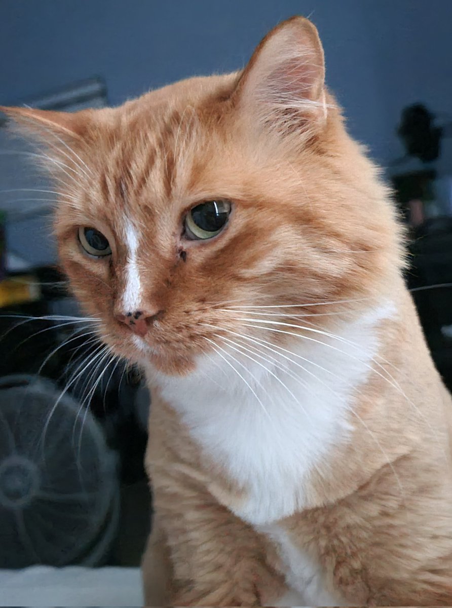 SeebeeNanigins's tweet photo. You know, with all the stress I've been dealing with these past few days, I'm really blessed to have this grumpy cat. Cause even though he's my little stinker, he still cares.
#SupportCat #LoveMyFurSon #ThisIsMyGrumpyBoy #Tobbiko https://t.co/fNYiAQT1kG