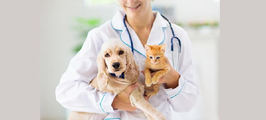 Moneymintfm's tweet photo. India's animal health system gains a $25 million boost from the Pandemic Fund, aligning with a three-year $25 million commitment to the Global Fund. This enhances disease control and animal well-being. https://t.co/cVx6xip3ys