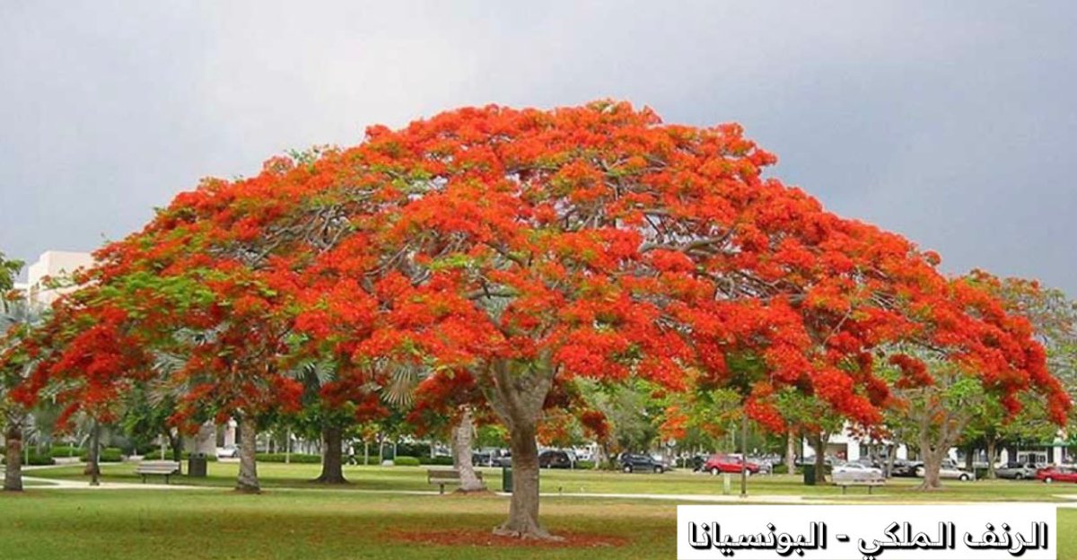 فرحـان الشلاقي 🌱 tweet media