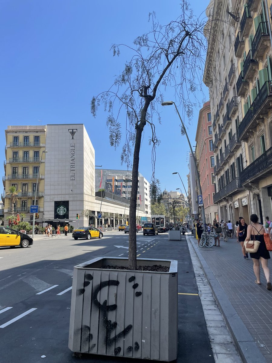 Quin sustu Collboni, per un moment m'he pensat que era al montseny