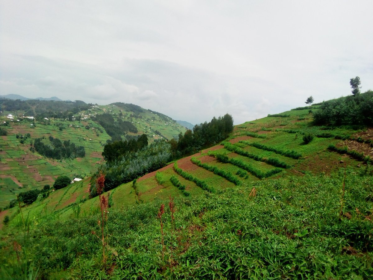 BAFUL RWANDA tweet media