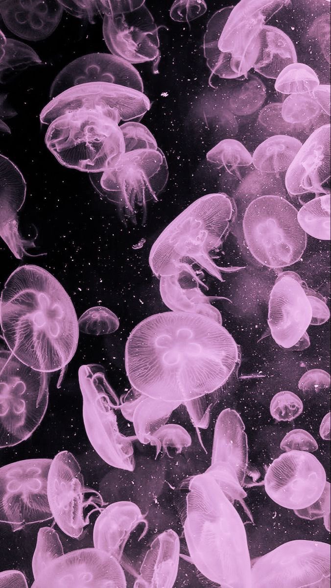 pink moon jellyfish 💗