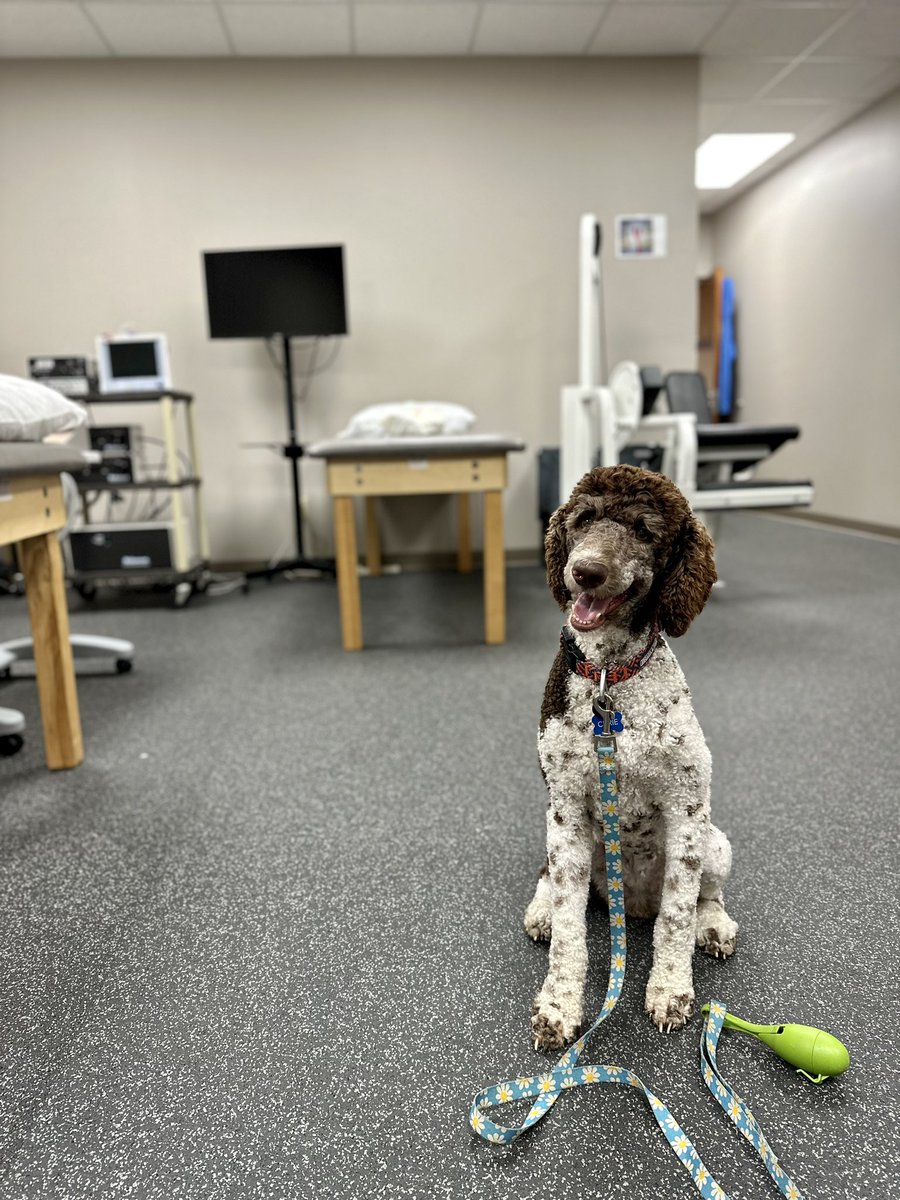 joshkeller10's tweet photo. Here’s some Monday happiness.

Curie visited lab for the first time yesterday. She thinks participant compensation should include treats and belly rubs. https://t.co/cCVIdUZ4Ip