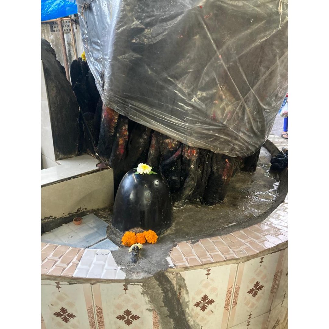 middaygujarati's tweet photo. Vile Parle Mahadev Temple:પીપળાનું ઝાડ મૂળિયા સોતું ઉખડી ગયું અને ત્યાંથી ઉત્પન્ન થઈ શિવલિંગ
#mumbainews #vileparle #pimpleshwarmahadev #temple #pipaltree #shivling #cultureandheritage #middaynews
https://t.co/IAFa1QEJub https://t.co/btOPSsSvag