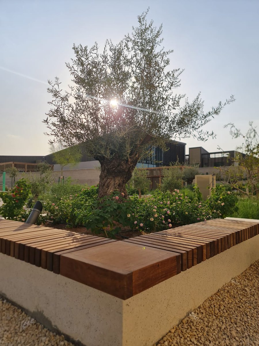 Cape Reed created these beautiful timber seating areas at a private project in Riyadh, Saudi Arabia.

#Timber #Wood #SaudiArabia #OutdoorSeating