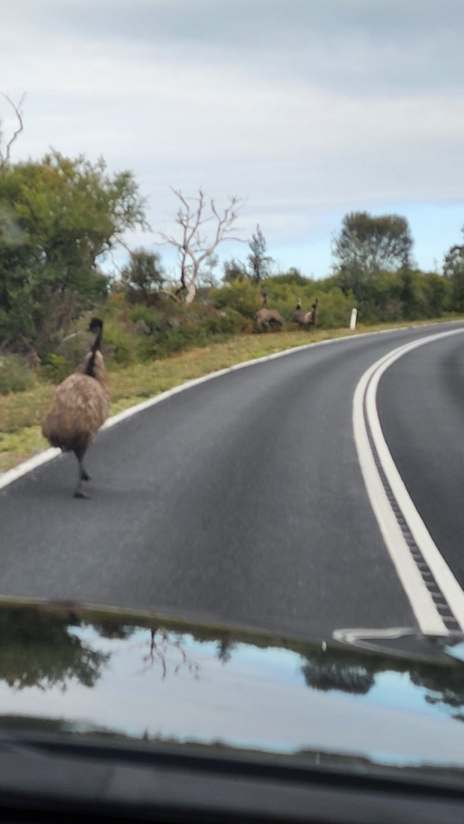 gregamigo's tweet photo. #Emu Crossing https://t.co/35ZFX3eYGo