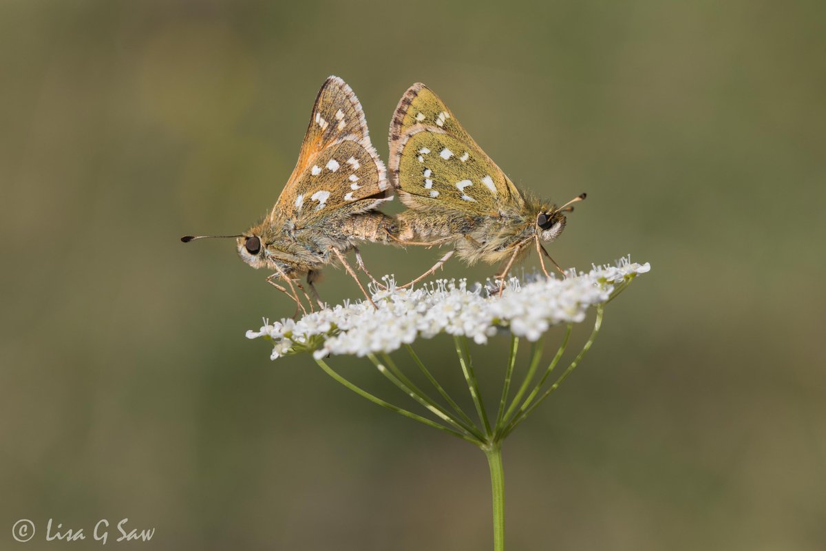 @bob_eade and I were looking for Silver-spotted Skippers this wkd on the #SouthDowns. I was thrilled to find this pair mating. I was even able to witness her walking around the flower, trying to detach from the male before flying off. Fabulous! @BCSussex @SussexWildlife