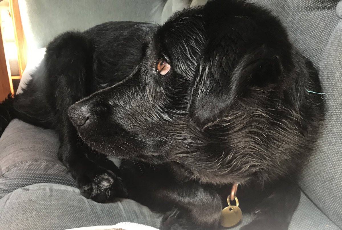 antonialmreed's tweet photo. Ozzy called me mama for the first time the other day (ok maybe it was ruh-ruh). The fact that the kids think it’s so creepy means I have to keep insisting this is true. It gives me so much joy. Not going to stop 😂 #dogsthattalk https://t.co/WiTQQNfuCI
