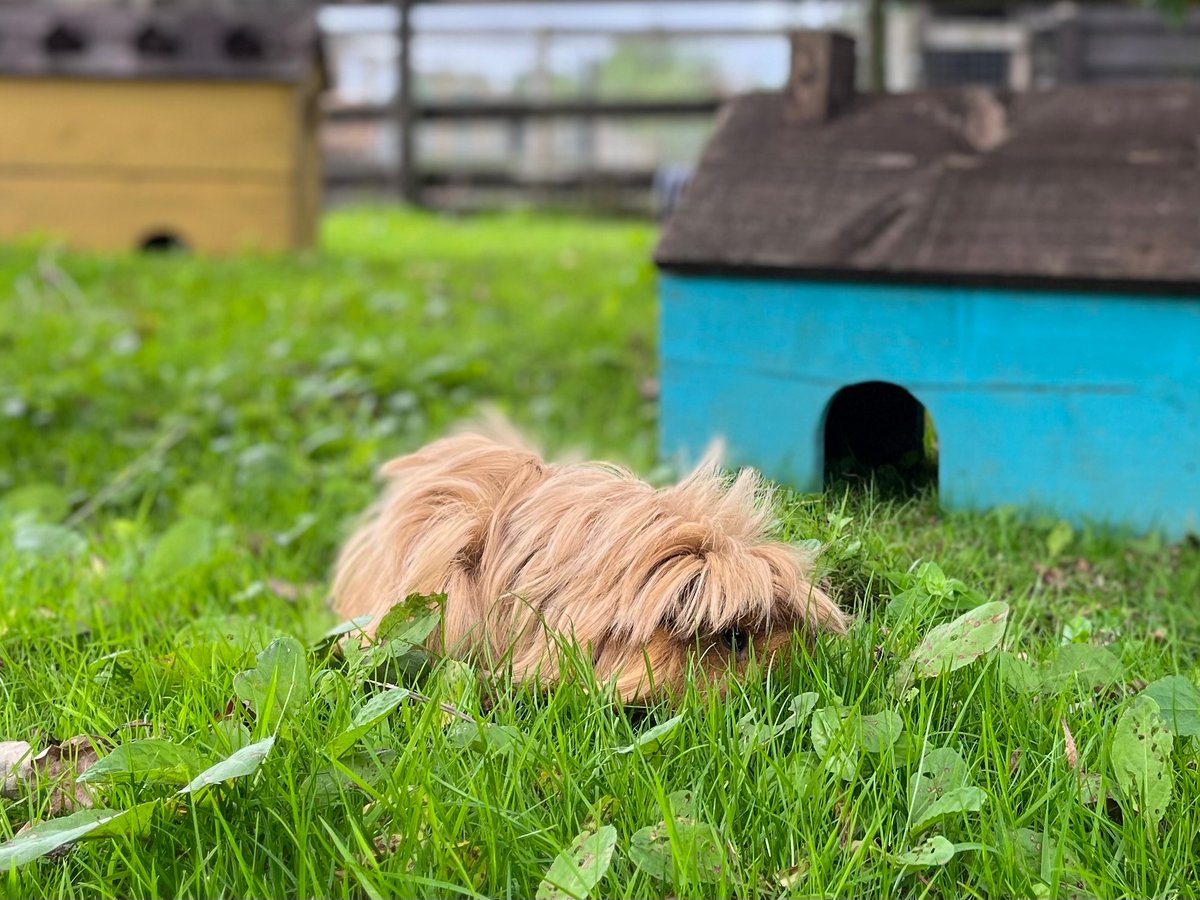 Guinea pigs that look like Tory MPs #1 Michael Fabricant