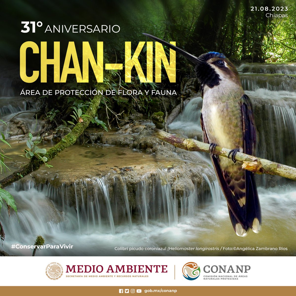 #FelizLunes Arrancamos la semana celebrando los 31 años del decreto del Área de Protección de Flora y Fauna #ChanKin, en Chiapas. 🌿 #ÁreaNaturalProtegida con una diversidad de ecosistemas tropicales y parte de la #SelvaLacandona. #ConservarParaVivir 🌲🌊🌳🕷️🐊🐒🦎🪱🐆🦜🦇🌿🐾