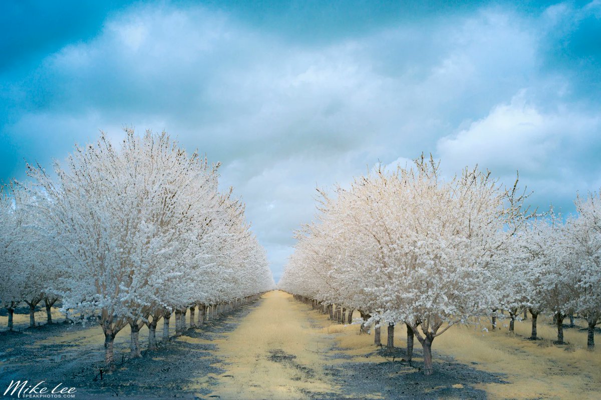 #Blooming #almonds in #falsecolor (#590nm near infrared).

Prints available:
buff.ly/44TV44U

#infraredphotography #photography #paintingwithlight #invisiblelight #springtime