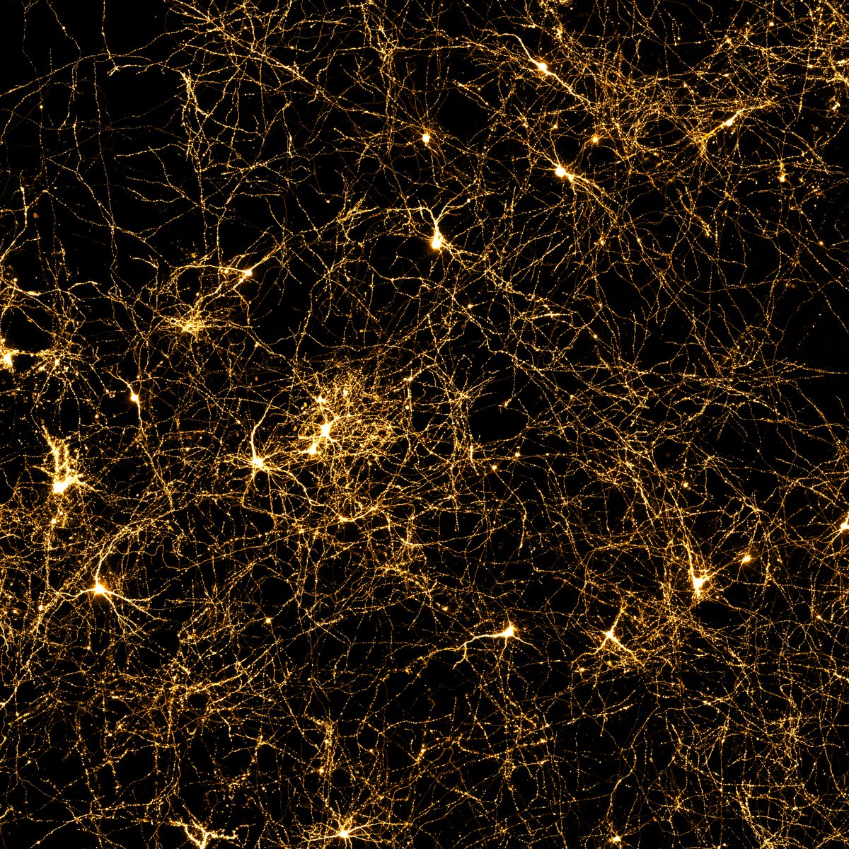 #SciencePhoto_IN
"Neuronal storm"
Author: Dr. Rafael Alcalá <a href="/Rafalcala2/">Rafalcala</a>
Lab: Dr. Angel Barco <a href="/BarcoLab/">BarcoLab</a>
"Hippocampal neuronal primary culture expressing a  plasmid coding for a red fluorescent protein (RFP). The image has been captured with <a href="/zeiss_micro/">ZEISS Microscopy</a> Celldiscoverer7."