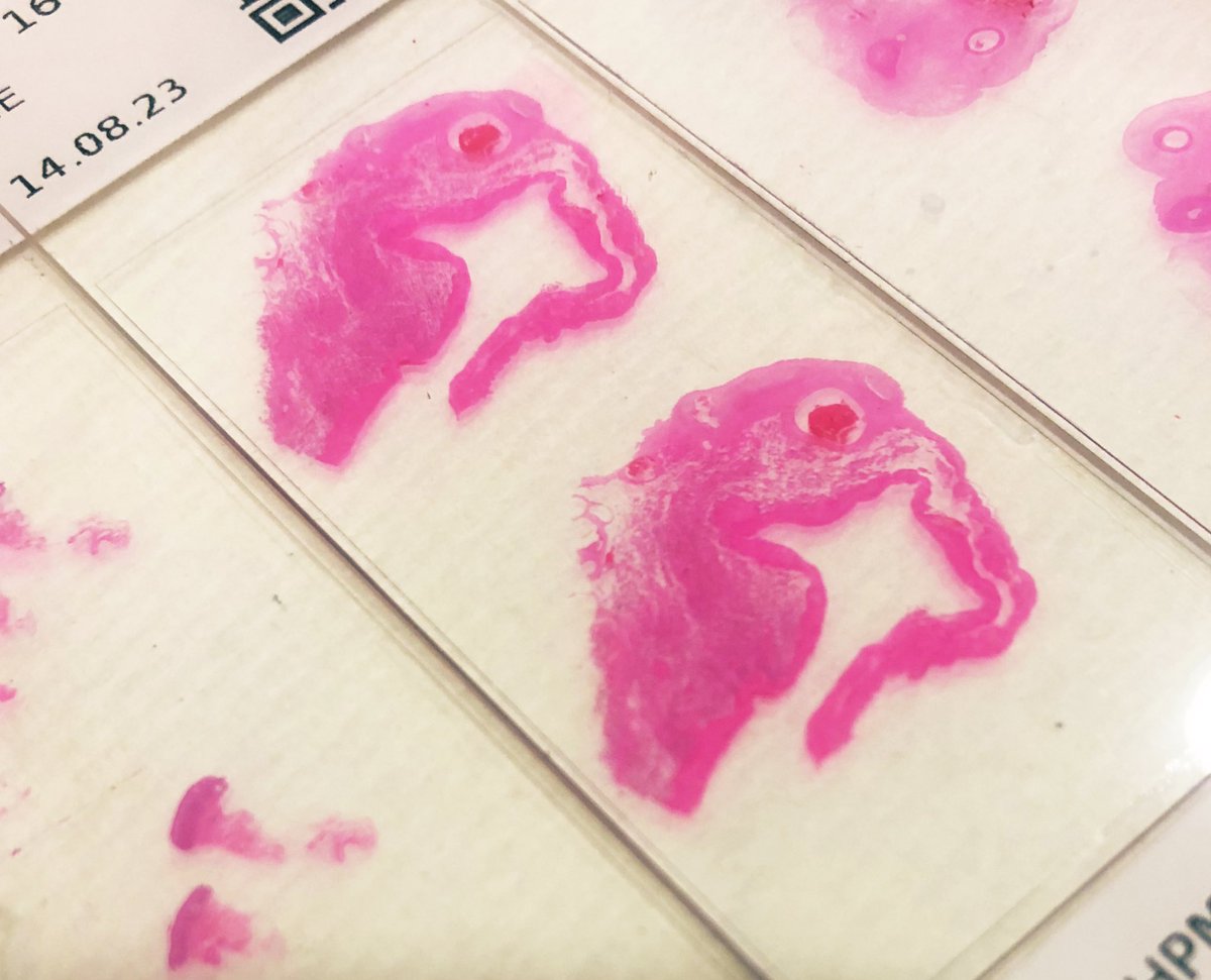 Gonzalo De Toro tweet media