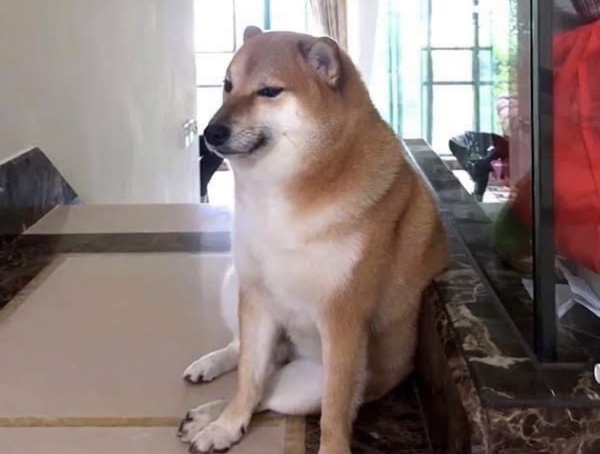 areyatharva's tweet photo. Rest In Power Doggo 🙌🏼🕊️ https://t.co/ECbj0cQUFX