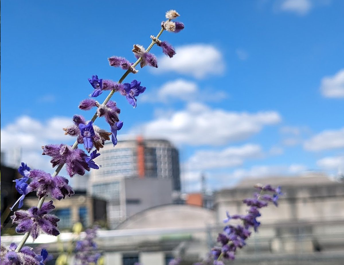 Exciting @SustainableLSE News 🌷

Our legacy terrace is now home to pollinator-friendly planting. 🌺 

Thrilled to share that we’re also expanding with 2 new hives at LSE and ensuring 35 LIF gets bee-friendly planting too. 🐝 

Nature and academia thriving together 🌼 📚