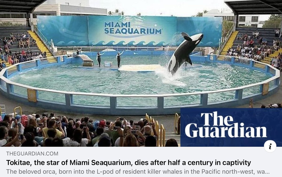 End of an era with Toki's death after 53 yrs at Miami Seaquarium, much of it in solitary confinement. Many of us knew &amp; cont'd to see her #orca pod in the wild. It's like a death row story where the powers that be decide to release a prisoner at end of their life but they die