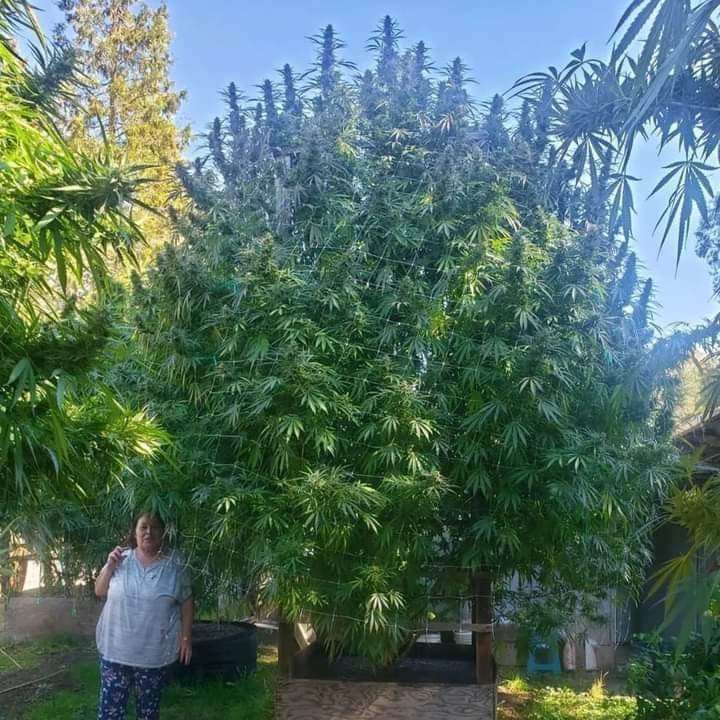 cannabishub's tweet photo. Very healthy plant! 🌳

���� greenthumbgirl420 

#maryjane #indica #sativa #weed https://t.co/VFPVD7pyuY