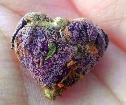 cannabishub's tweet photo. A cannabis flower that is shaped like a heart 💜💚🧡 https://t.co/PQyyCD96XW