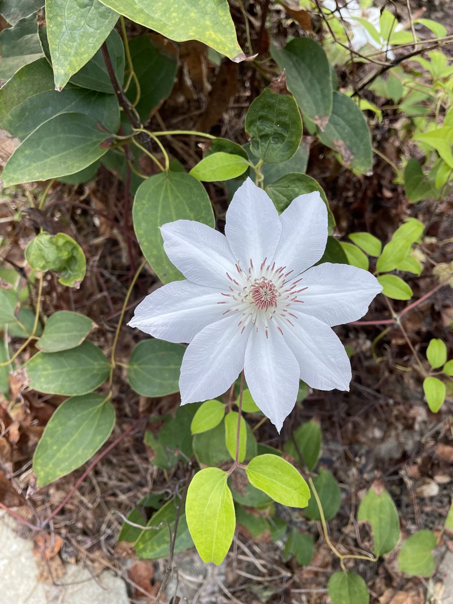 WandaFreeman_'s tweet photo. #flowersoftwitter https://t.co/HRGz7nqzHo