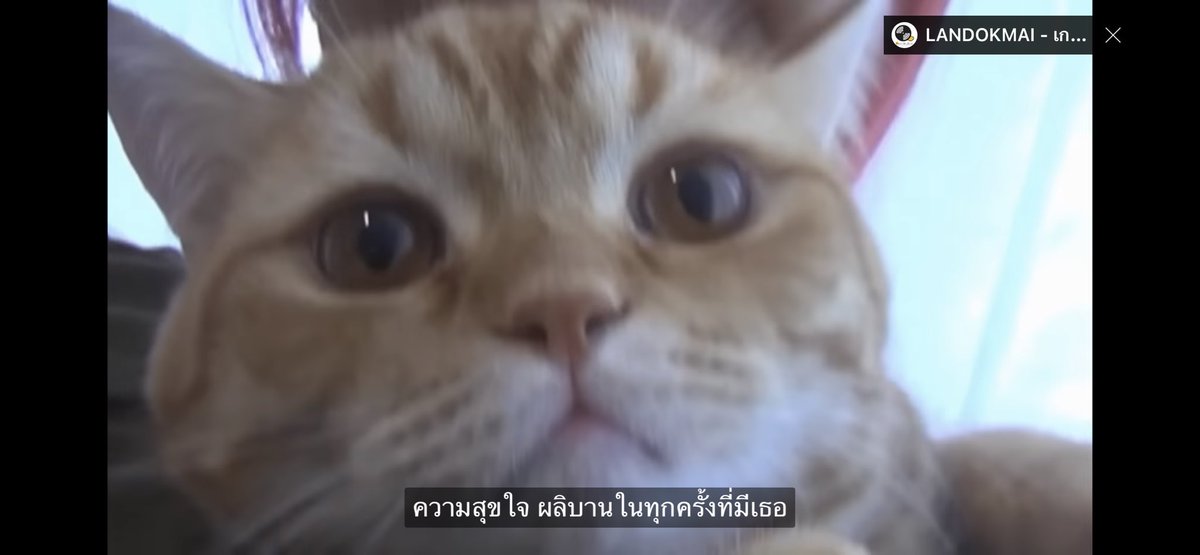 23jpeg's tweet photo. เพลงรักเพลงแรก - LANDOKMAI ท่อน 'ช่วยบอกฉันว่ารักอีกสักคำ ช่วยทำให้เพลงนี้หวานขึ้นกว่าเดิม' เราอินเพลงนี้มากขึ้นเลยตอนได้รักใครซักคน เพงนี้หวานขึ้นจริงๆตอนมีใครซักคนอยู่ในนั้น https://t.co/qFRWxBdyLR