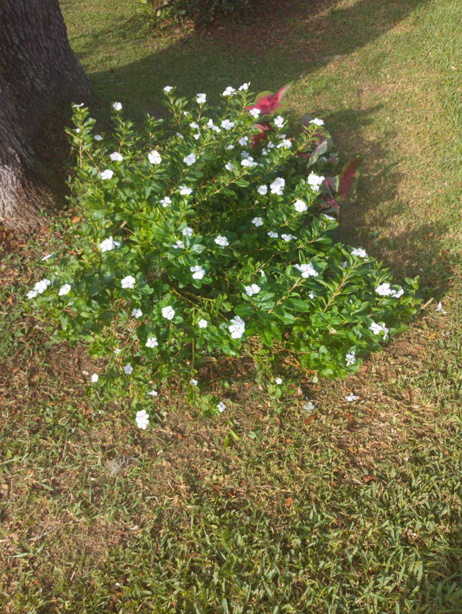 Flowers from around the yard