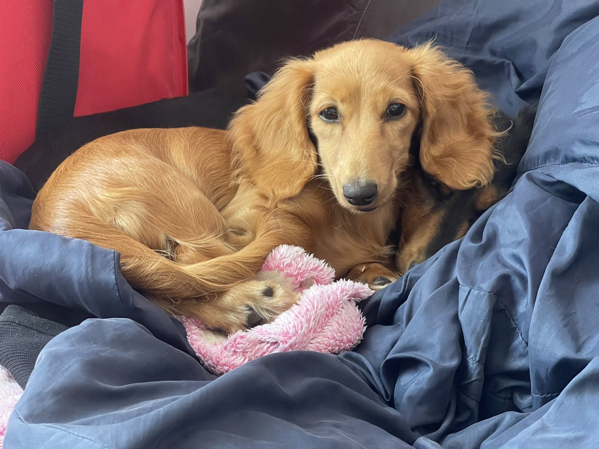 New puppy taking her role of “companion for OG dog” very seriously