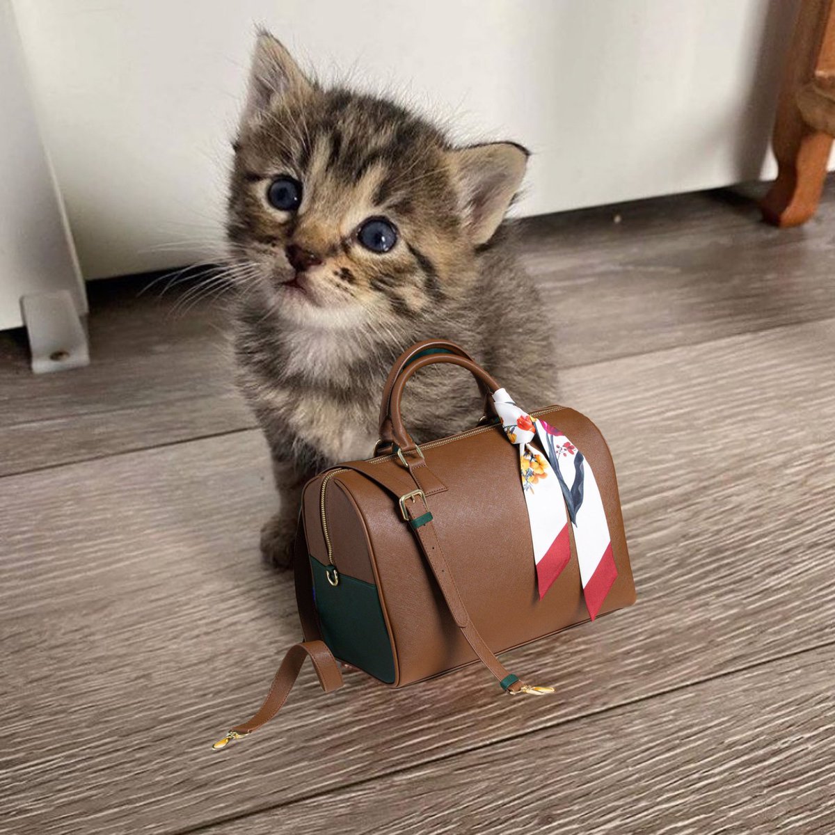 nocontextscats's tweet photo. Where is he going with that bag? https://t.co/aA5eftrksL