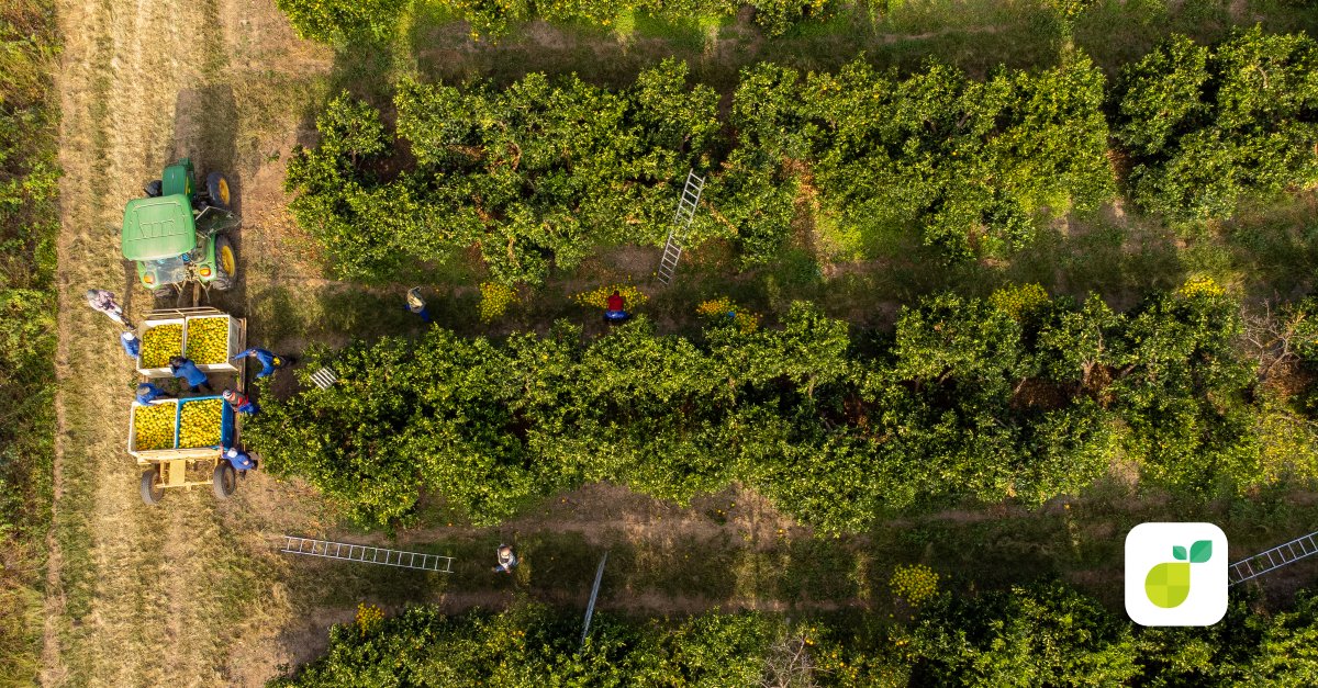 Pixofarmapp's tweet photo. 🌳🛰️ 𝟯𝟲𝟬° 𝗢𝗿𝗰𝗵𝗮𝗿𝗱 𝗜𝗻𝘀𝗶𝗴𝗵𝘁 𝘄𝗶𝘁𝗵 #𝗣𝗶𝘅𝗼𝗳𝗮𝗿𝗺: 𝗣𝗿𝗲 &amp; 𝗣𝗼𝘀𝘁 𝗛𝗮𝗿𝘃𝗲𝘀𝘁!🍊📈 From blossom to harvest bin, we've got you covered. Join our webinar to explore the full spectrum of farming innovation. 
📅 𝗔𝘂𝗴𝘂𝘀𝘁 𝟮𝟰𝘁𝗵: https://t.co/GucrrDuvT6 https://t.co/Kw2ITep4Hn
