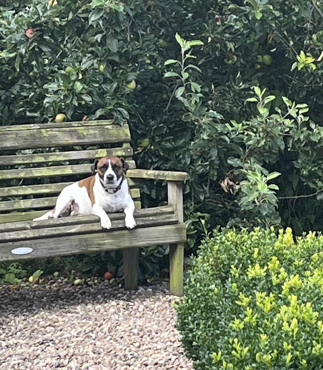 When your dog is hanging out and cross because you have to work…..
