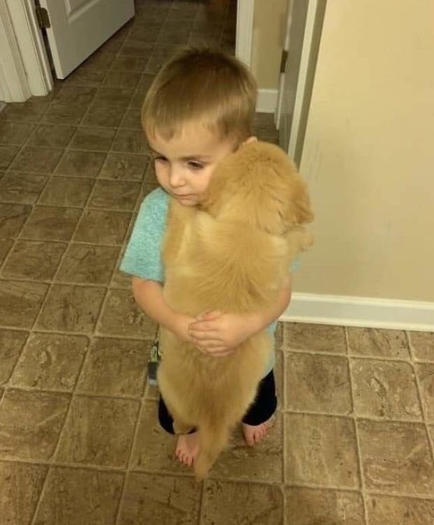 yo cuando me dejen tener un golden:
