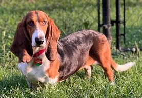 GABR_Bassets's tweet photo. Arrhhoooo! Stella is a 2 yr old #Basset Hound looking for a patient forever home that can help her continue to learn to trust people
https://t.co/SqhwWBOiWB

#AdoptDontShop #BassetHound #RESCUE https://t.co/BrnhqkCRjt