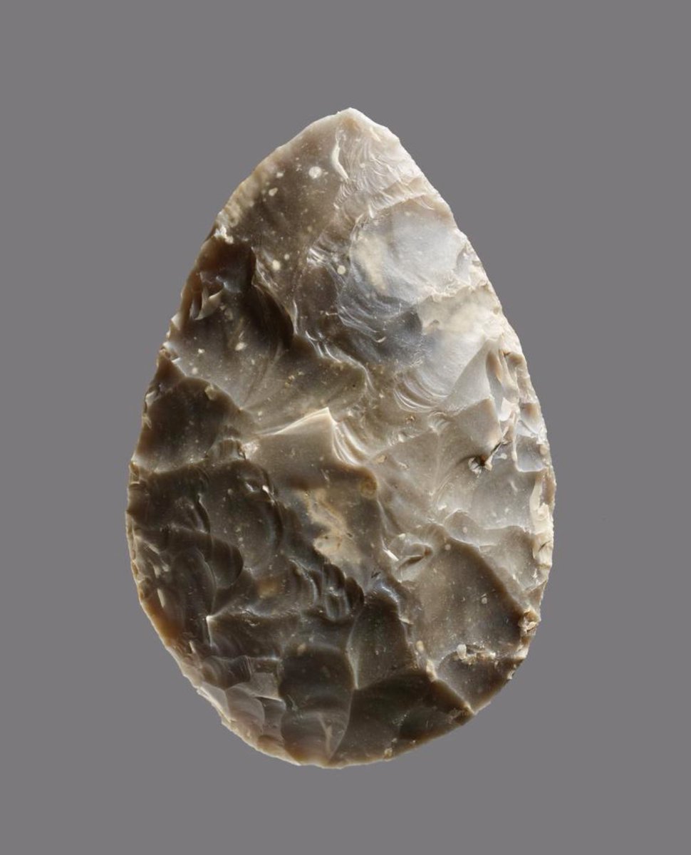 AlisonFisk's tweet image. A c. 500,000 year-old flint handaxe from Boxgrove, West Sussex.

To our modern eye, this beautifully-worked tool has an aesthetic quality that belies its utilitarian purpose for the butchery of animals, such as horse, deer, and rhino.

📷 British Museum britishmuseum.org/collection/obj…