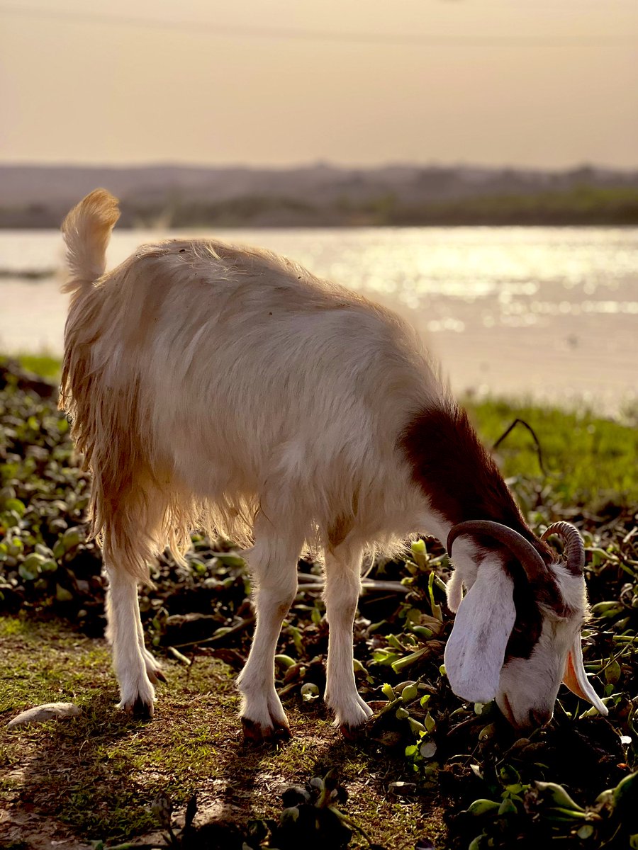 ابوالطيب الجميلي tweet media