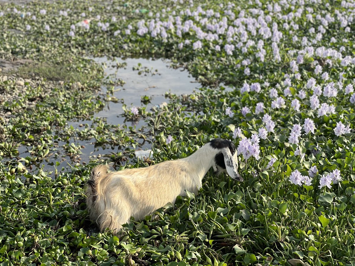 ابوالطيب الجميلي tweet media